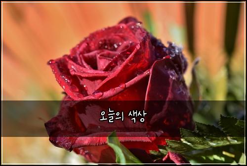 오늘의 색상
