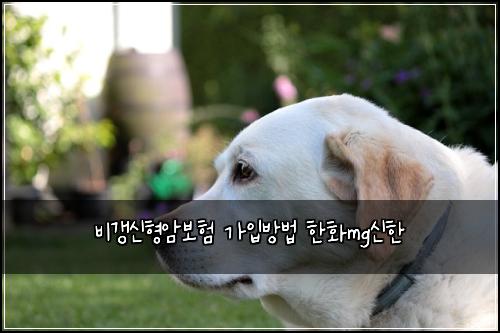 ๋น๊ฐฑ์ ํ์๋ณดํ ๊ฐ์
๋ฐฉ๋ฒ ํํmg์ ํ