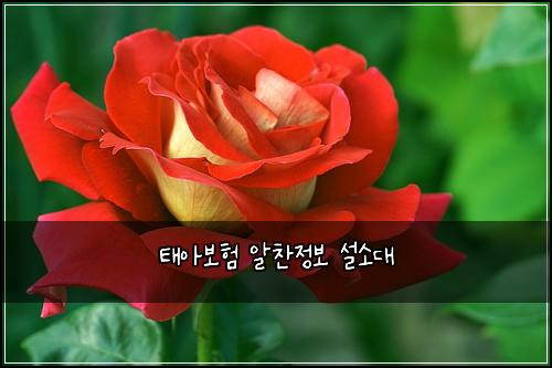 태아보험 알찬정보  설소대