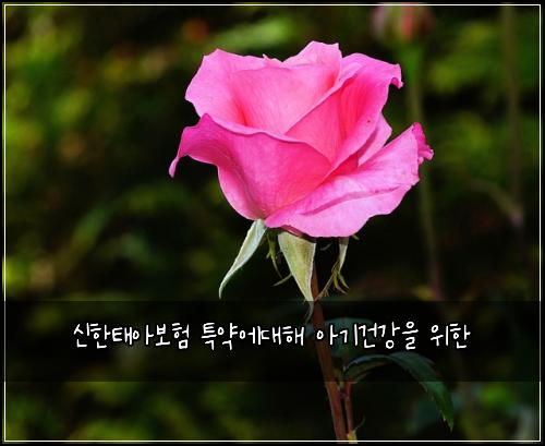 신한태아보험 특약에대해  아기건강을 위한