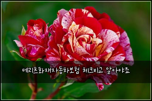 메리츠화재자동차보험 체크비교  알아야죠