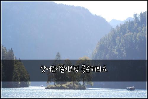 상어린이실비보험 공유해봐요 