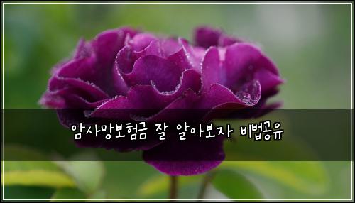 암사망보험금 잘 알아보자 비법공유