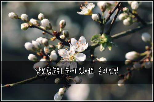 암보험순위 눈에 있어요 온라인팁
