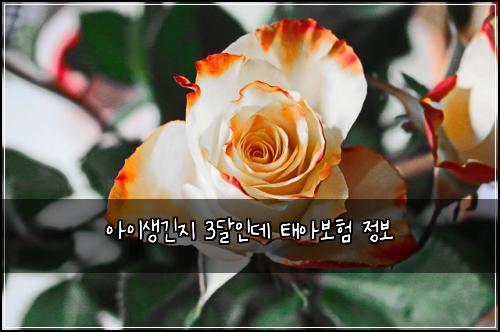 ์์ด์๊ธด์ง 3๋ฌ์ธ๋ฐ ํ์๋ณดํ ์ ๋ณด