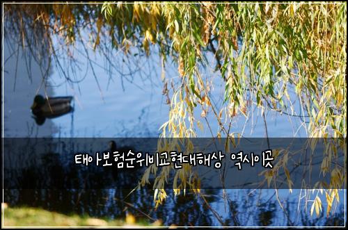 ํ์๋ณดํ์์๋น๊ตํ๋ํด์ ์ญ์์ด๊ณณ