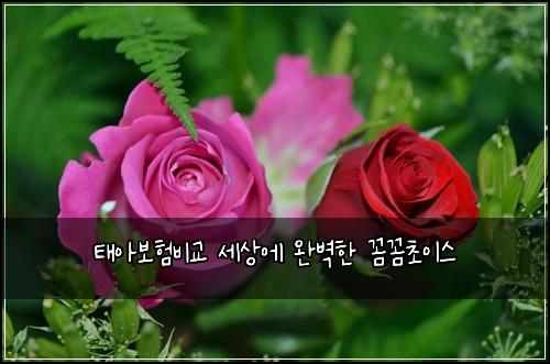 태아보험비교 세상에 완벽한 꼼꼼초이스