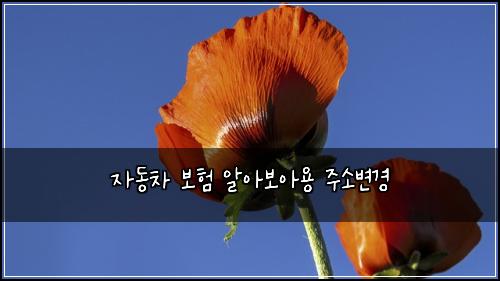 자동차 보험 알아보아용  주소변경