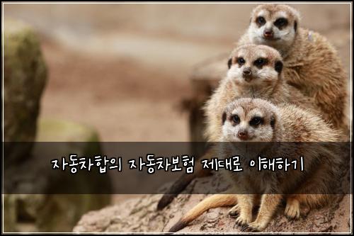 자동차합의 자동차보험 제대로 이해하기