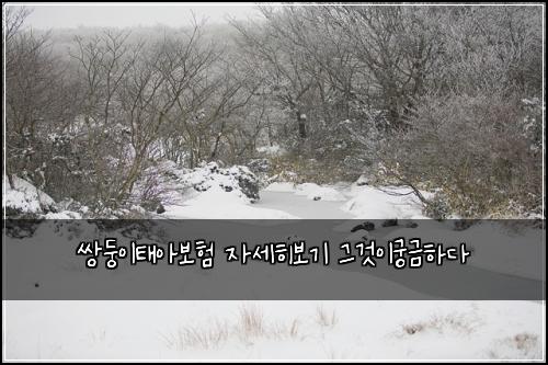 쌍둥이태아보험 자세히보기  그것이궁금하다