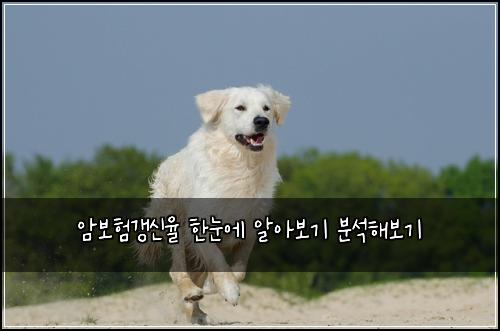 암보험갱신율 한눈에 알아보기 분석해보기