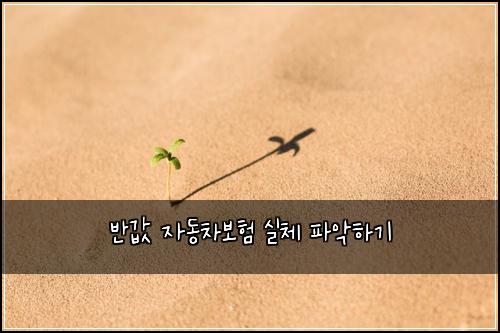 반값 자동차보험 실체 파악하기