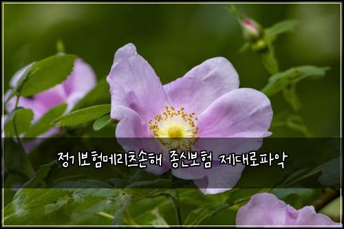 ์ ๊ธฐ๋ณดํ๋ฉ๋ฆฌ์ธ ์ํด ์ข
์ ๋ณดํ ์ ๋๋กํ์