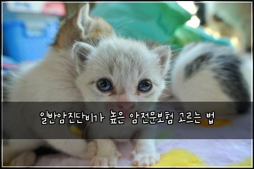 일반암진단비가 높은 암전문보험 고르는 법