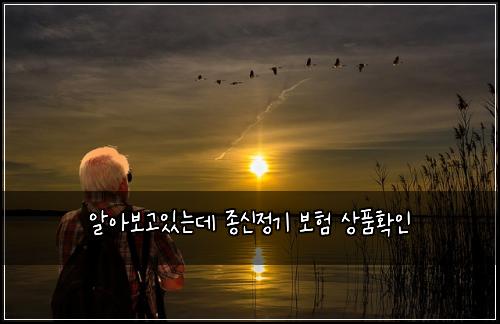 알아보고있는데 종신정기 보험 상품확인 