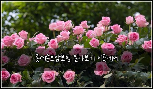 롯데손보암보험 일아보기  이곳에서