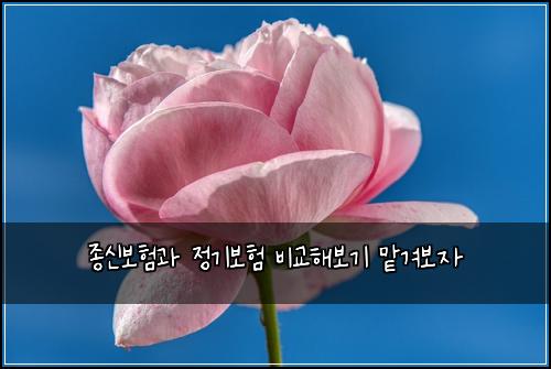 종신보험과 정기보험 비교해보기 맡겨보자