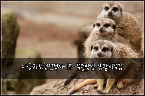 자동차보험견적사이트 절충방법 생활비절감
