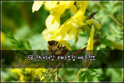 58 현대해상 태아보험 빠른정보 