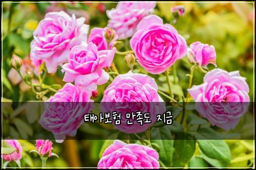 태아보험 만족도  지금