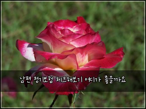 ๋จํธ ์ ๊ธฐ๋ณดํ ์ฒดํฌํด๋ณด๊ธฐ ์ด๋๊ฐ ์ข์๊น์
