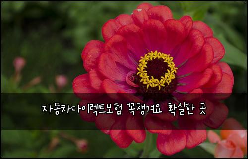 자동차다이렉트보험 꼭챙겨요  확실한 곳