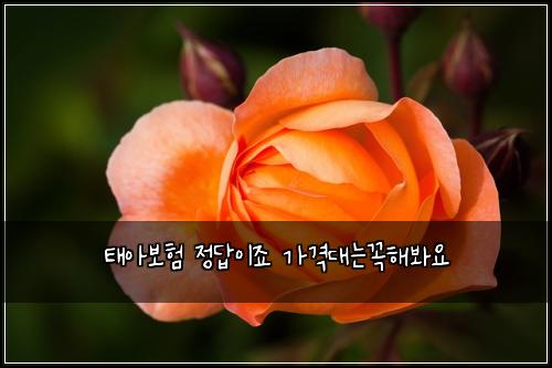 태아보험 정답이죠  가격대는꼭해봐요