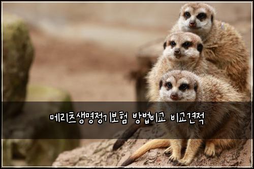 메리츠생명정기보험 방법비교  비교견적
