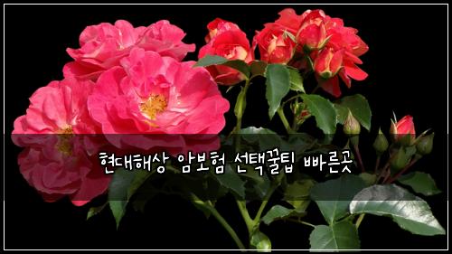 현대해상 암보험 선택꿀팁  빠른곳