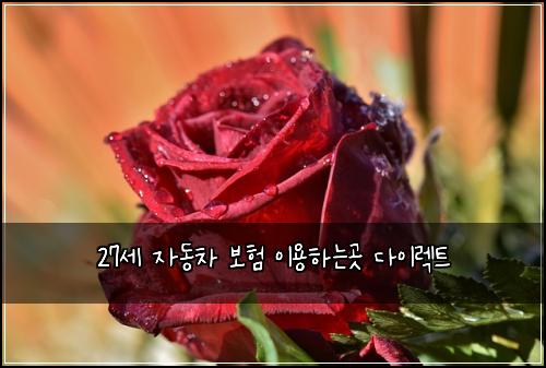 27세 자동차 보험 이용하는곳  다이렉트