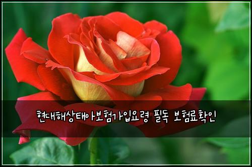 현대해상태아보험가입요령 필독 보험료확인