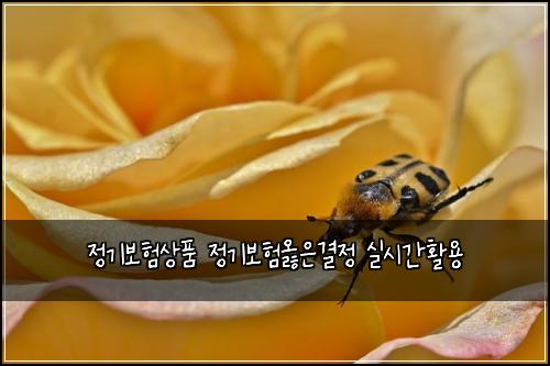 정기보험상품 정기보험옳은결정 실시간활용