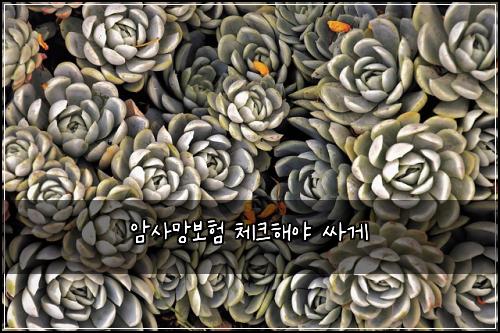 암사망보험 체크해야  싸게