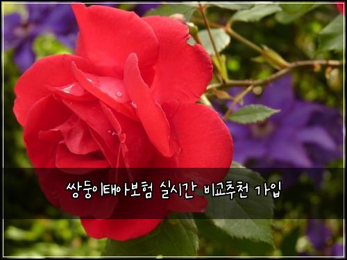 쌍둥이태아보험 실시간  비교추천 가입