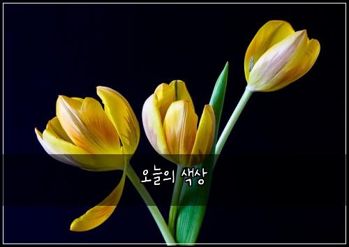 오늘의 색상