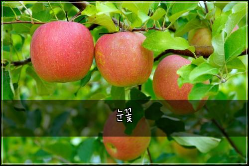 눈꽃