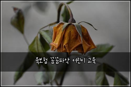 육보험 꼼꼼파악  어린이 교육