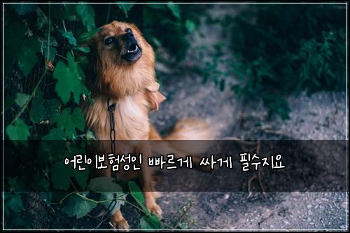 어린이보험성인 빠르게 싸게 필수지요