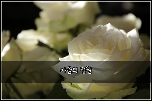 마음의 정원