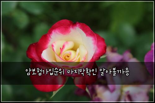 암보험가입순위 마지막확인 알아볼까용