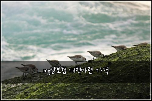 mg암보험 대책마련  가격