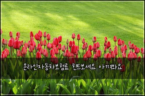온라인자동차보험료 힌트보세요 아껴봐요