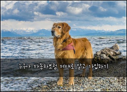 누구나 자동차보험 제대로 알고 가입하기
