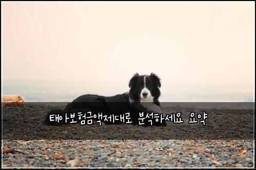 태아보험금액제대로 분석하세요 요약