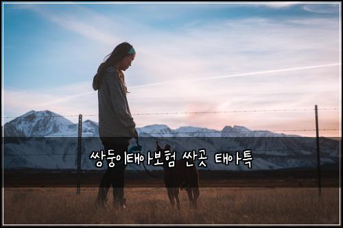 쌍둥이태아보험 싼곳  태아특