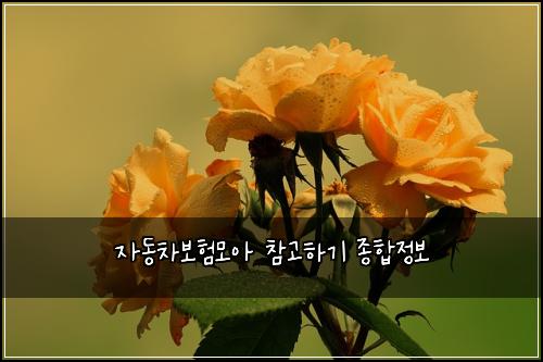 자동차보험모아 참고하기 종합정보