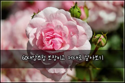 60대암보험 보장비교  제대로 알아보기