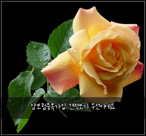 암보험중복가입 견적보기 우선이에요