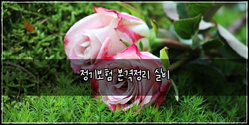 정기보험 본격정리  실비
