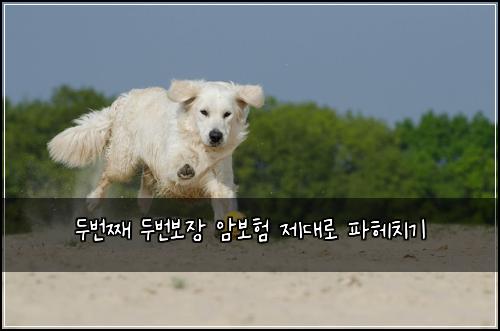 두번째 두번보장 암보험 제대로 파헤치기